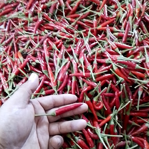 汤阴县满天星小辣椒，自家种的绿色食品