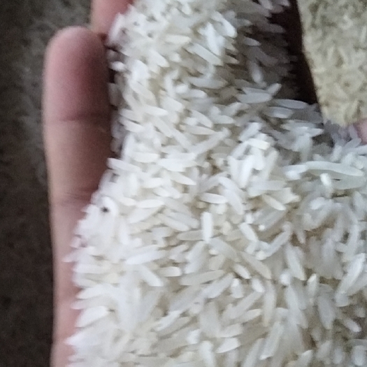 惠东县丝苗米