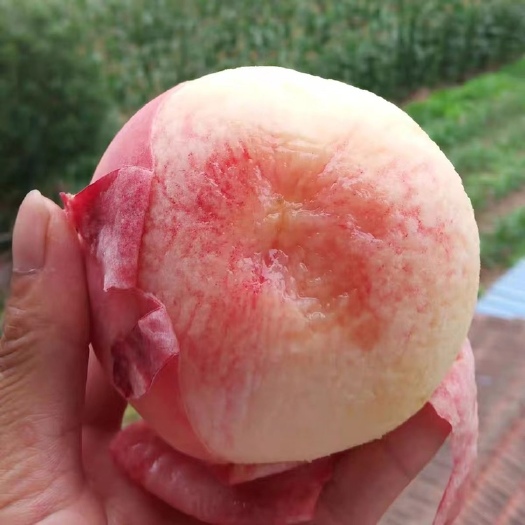 大荔县陕西新鲜水蜜桃新鲜水果整箱包邮脆甜桃子孕妇时令当季甜多汁