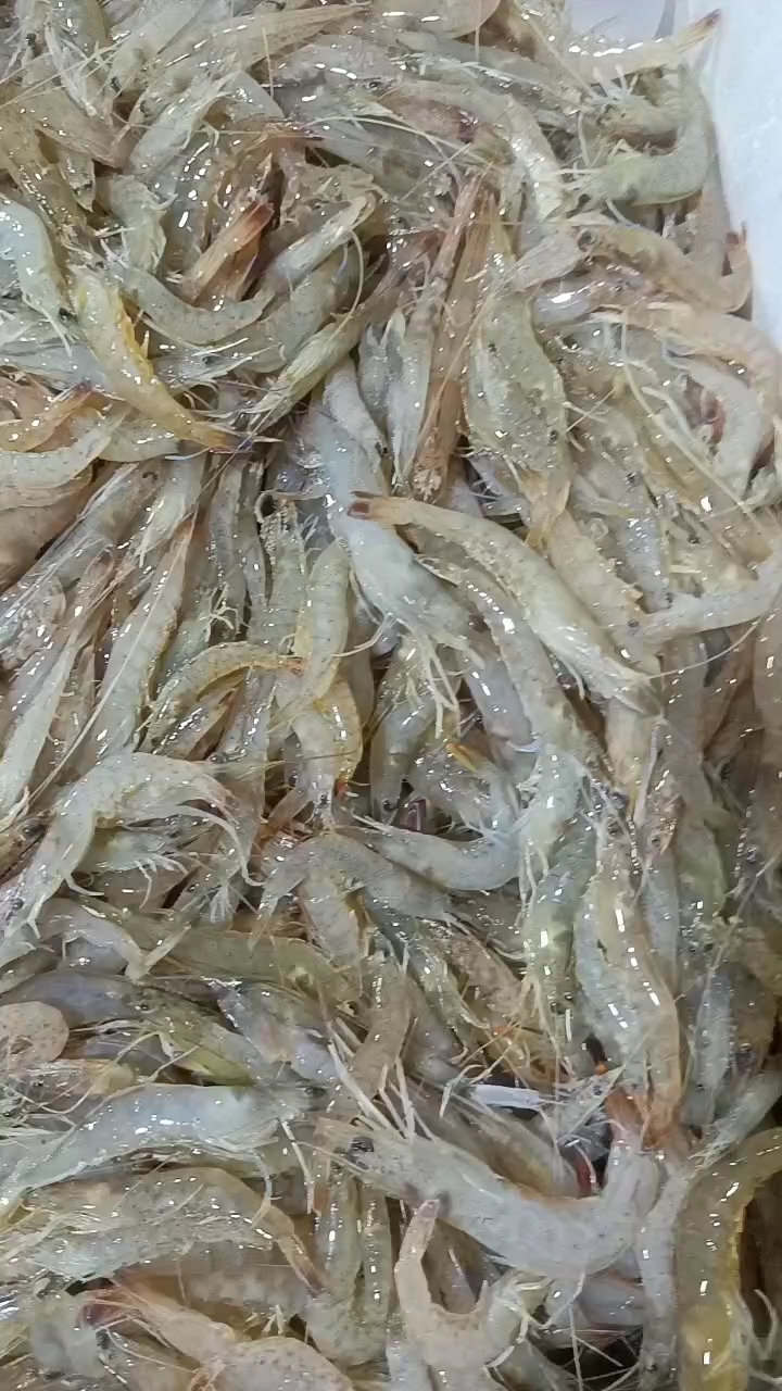 合浦县小海虾