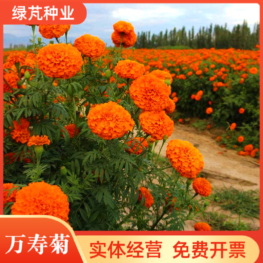 沭阳县万寿菊种子 金菊花蜂窝菊种子四季易种庭院阳台种子景观花海