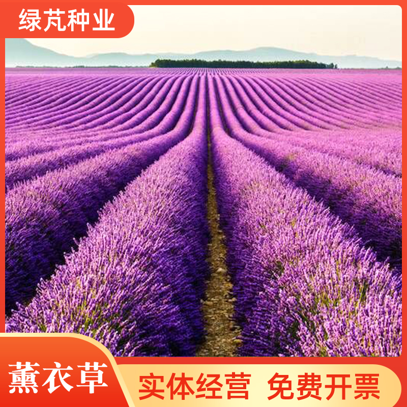 沭阳县薰衣草种子 香草种子四季易种庭院阳台种子景观花海