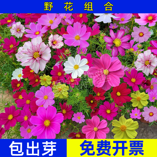 沭阳县野花组合种子 户外耐寒花种子四季开花路边庭院多年生混合花海