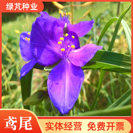蓝花鸢尾种子多年生宿根花开黄花鸟尾种籽四季播种