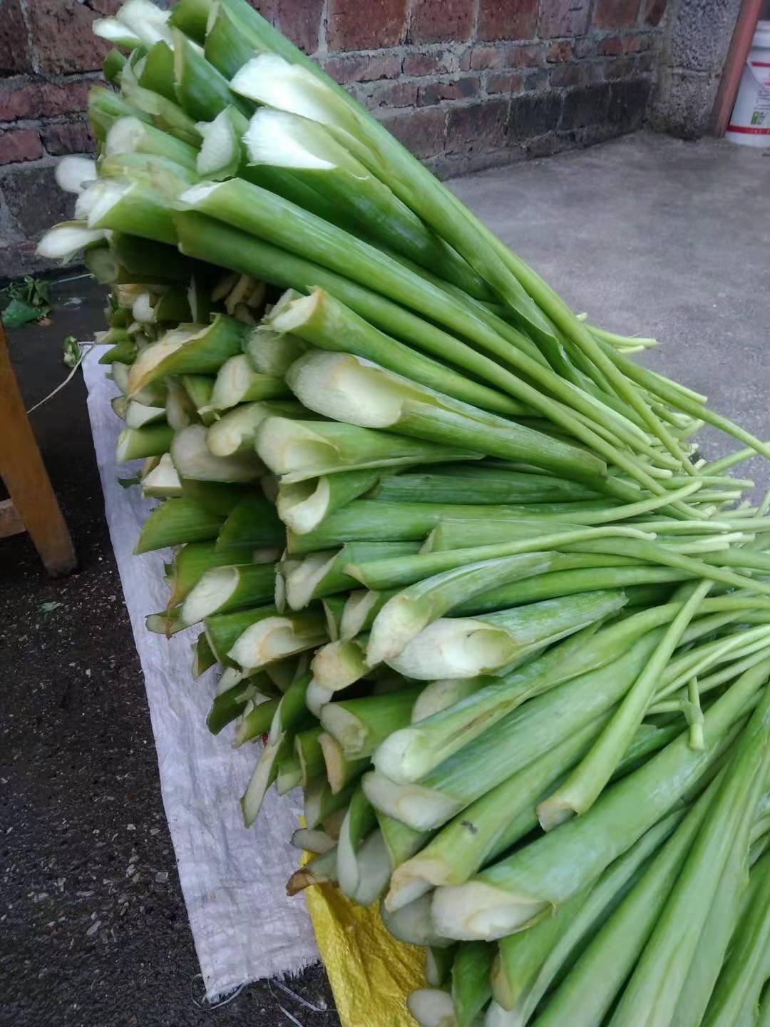 广西特产白芋蒙 芋荷 广菜 芋苗 芋梗阳光晒干