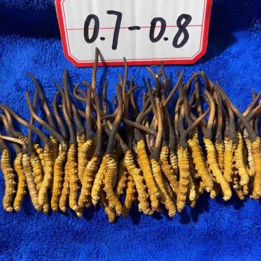 丽江虫草