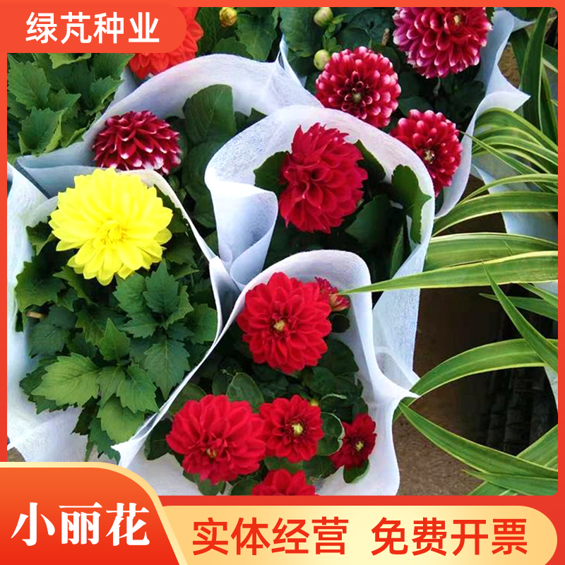 沭阳县小丽花种子 小丽菊小理花四季易种庭院阳台种子景观花
