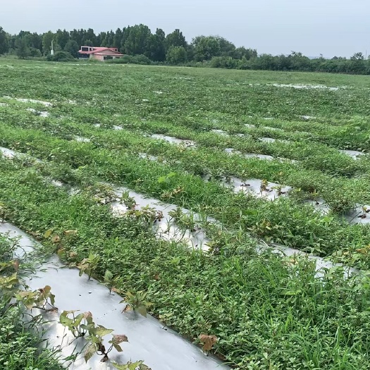 新郑市新鲜马齿苋批发，价格可商量