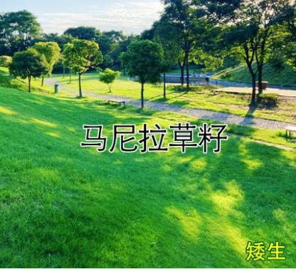 马尼拉草籽草坪种子护坡固土四季常青绿化庭院