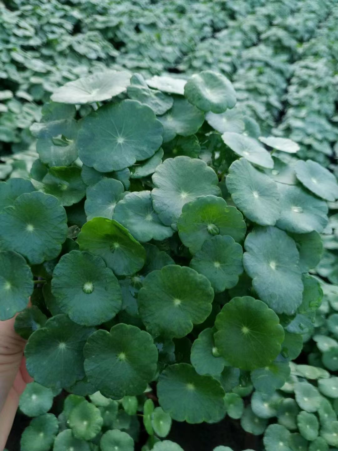 青州市铜钱草，露地盆栽观赏，水体绿化工程，多年生挺水草本，喜温怕寒