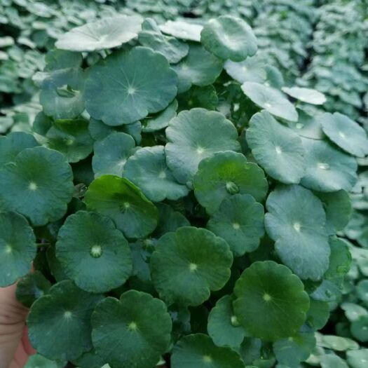 青州市铜钱草，露地盆栽观赏，水体绿化工程，多年生挺水草本，喜温怕寒