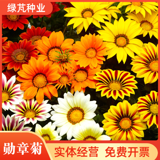 菊花种子  勋章菊种子 多年生草本花卉四季易种庭院阳台种子景