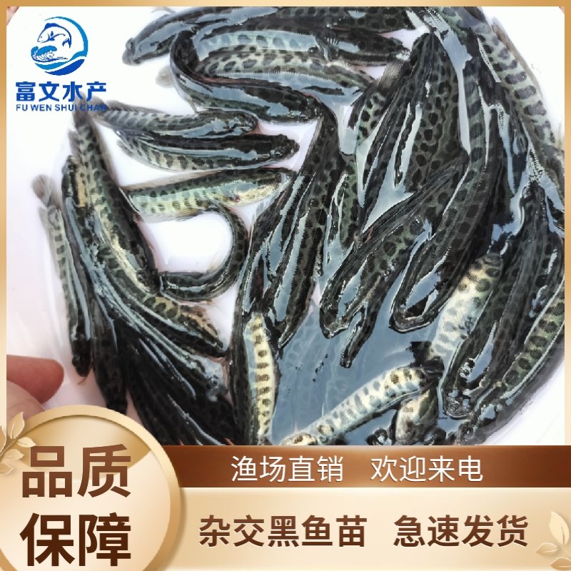 广州杂交黑鱼苗   乌鱼苗  生鱼苗  乌鳢鱼鱼场直供