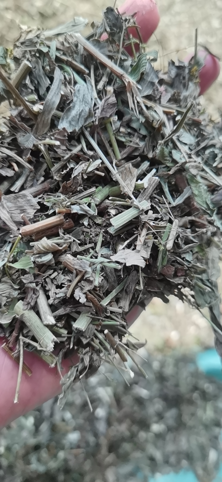 荣县道地竹叶柴胡青苗，柴胡，柴胡全草大货出售