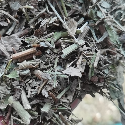 荣县道地竹叶柴胡青苗，柴胡，柴胡全草大货出售