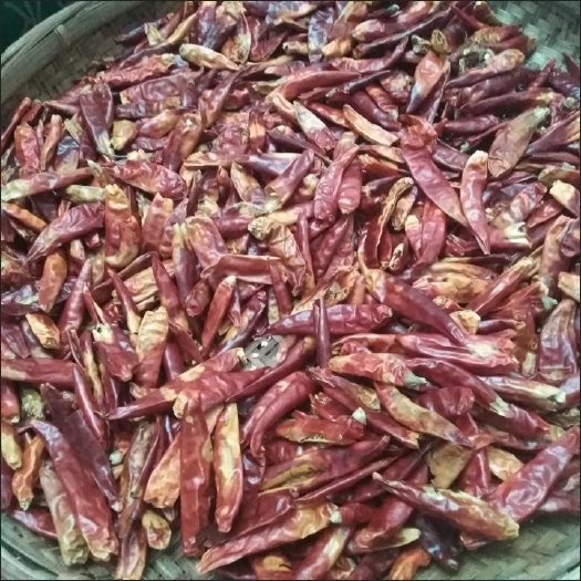惠州干辣椒朝天椒小米椒小米辣