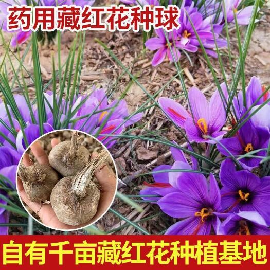 宿迁藏红花种球番红花球根药用食用泡茶养生花苗四季盆栽耐寒花卉植物