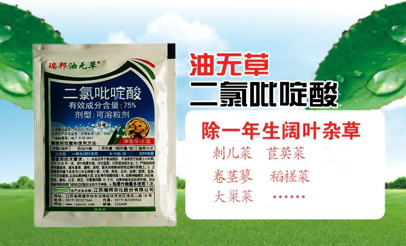 瑞邦75%二氯吡啶酸 油菜田除草剂专除刺儿菜苣荬菜鬼针草