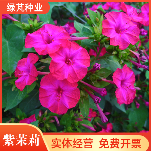紫茉莉种子 草茉莉 地雷花 家庭阳台庭院盆栽易活播种易种花
