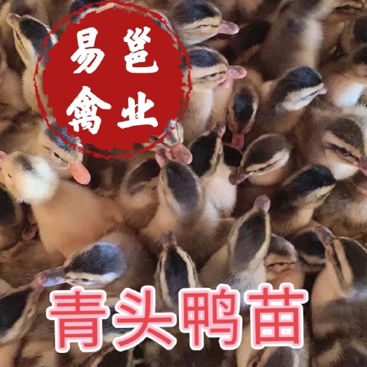南宁大种麻鸭苗 青头鸭   杂交鸭苗  包打疫苗包路损