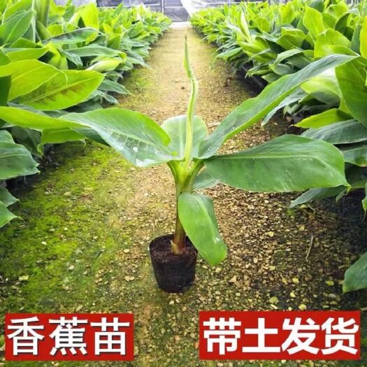 灵山县矮蕉苗  香蕉苗，粉蕉苗带营养杯一起发货，容易种植，产量高