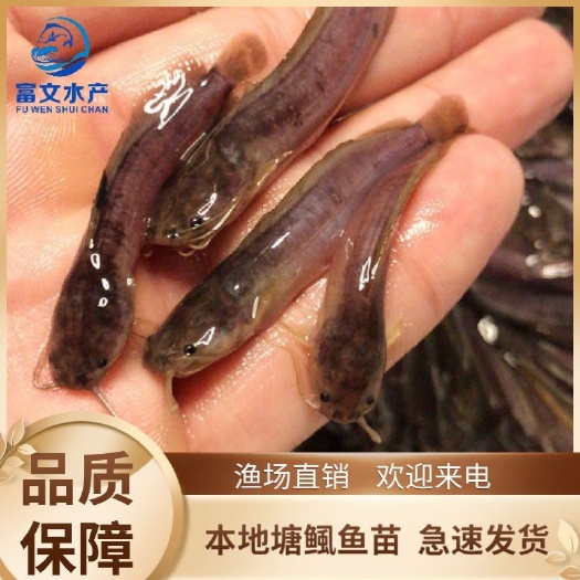 广州本地塘鲺鱼苗    三黄塘鲺  塘角鱼苗