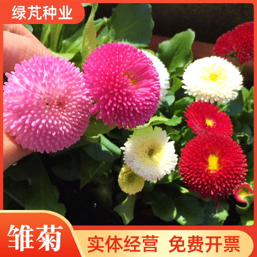 沭阳县雏菊种子乒乓菊马兰头地被花卉多年生庭院阳台盆栽工程景观花籽