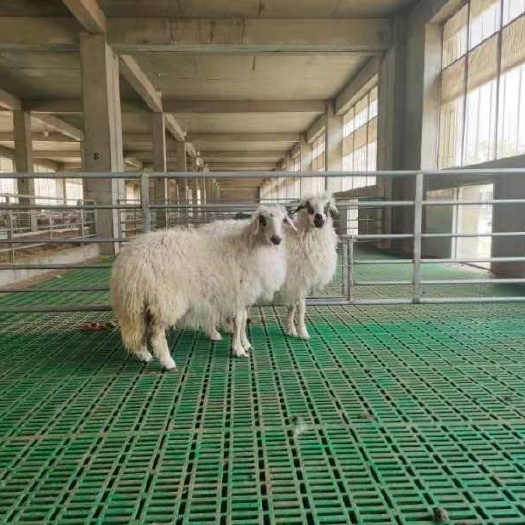 中宁县出售宁夏滩羊，山羊，湖羊