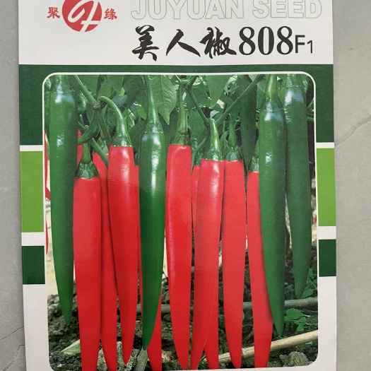 砀山县美人椒种子