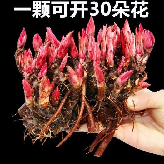 宿迁菏泽观赏芍药千层重瓣大花苗全根块带花芽苞基地发货四季盆栽