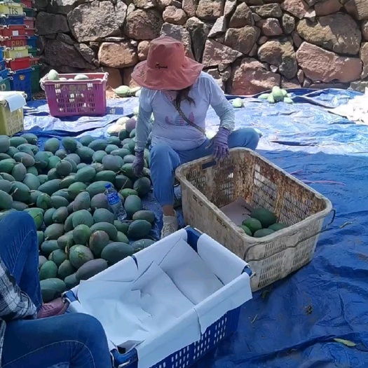 凯特芒果加工果，网袋果承接全国商家，食品厂等等