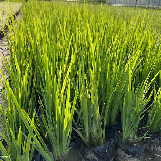 北京北京黄菖蒲适应力好-大型黄菖蒲基地