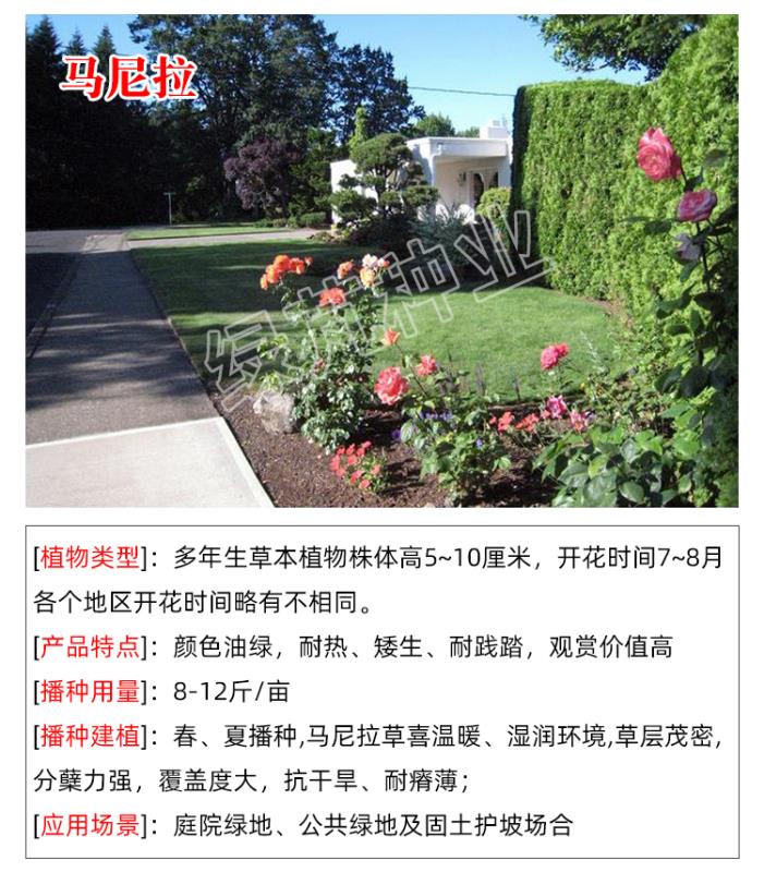 马尼拉草籽草坪种子护坡固土四季常青绿化庭院