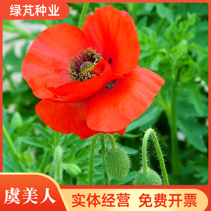 沭阳县冬季耐寒开花花种室外见土就活四季虞美人种子