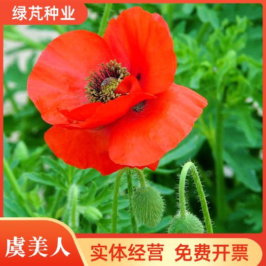 冬季耐寒开花花种室外见土就活四季虞美人种子