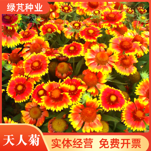 沭阳县菊花种子 天人菊种子 菊科花卉种子四季易种庭院阳台种子景观花