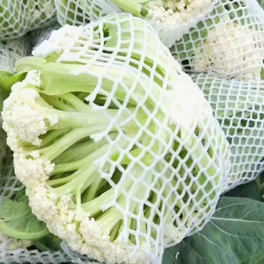 邯郸精品散花