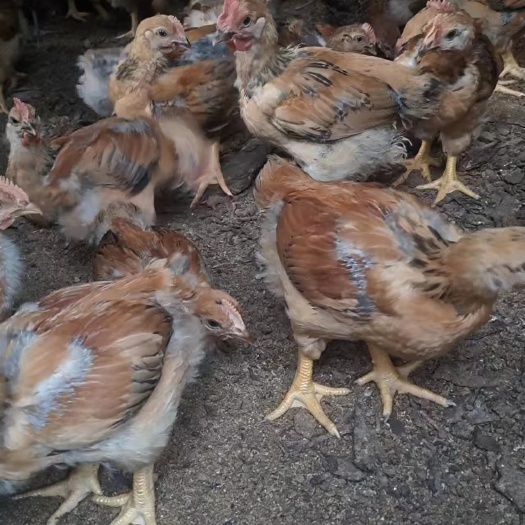 平塘县一个多月的血毛土鸡，k9肉鸡苗，疫苗已全接种，均重一斤半左右