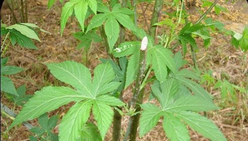 平乐县广西甜茶叶，高山茶叶，天然