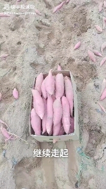瓦房店市烟薯25