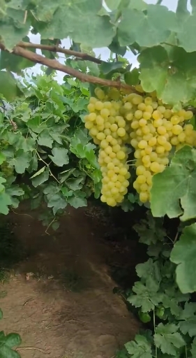 吐鲁番吐鲁番无核白葡萄
