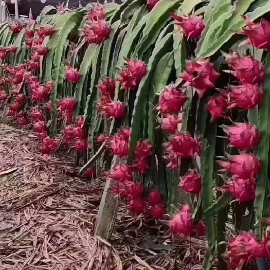 阳春市大批量红心火龙果