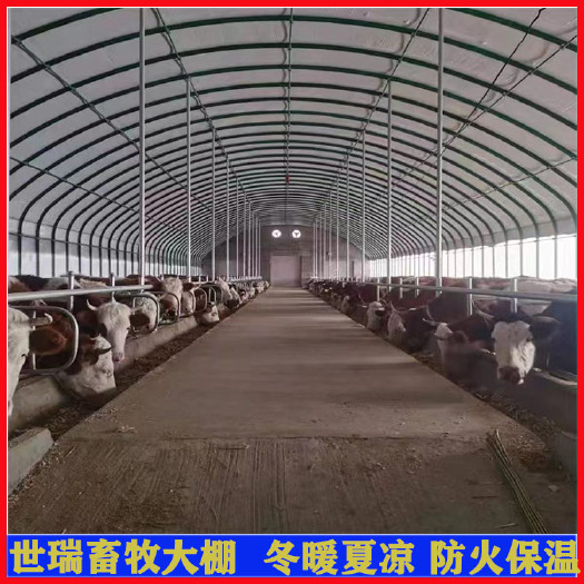 宁津县钢架养牛大棚搭建肉牛养殖大棚建设牛舍大棚施工安装
