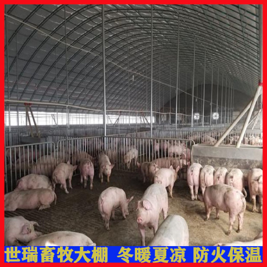 宁津县育肥猪养殖大棚搭建养猪场猪舍大棚建设养猪大棚设备施工安装