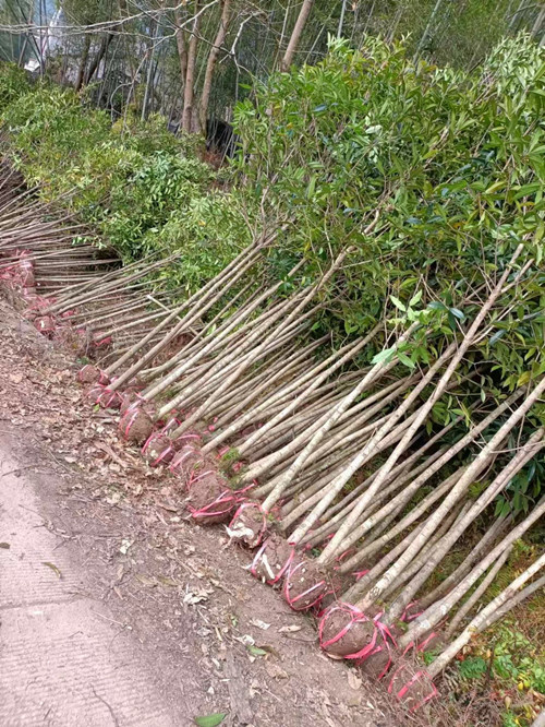 桑植县丹桂苗，规格齐全的丹桂苗