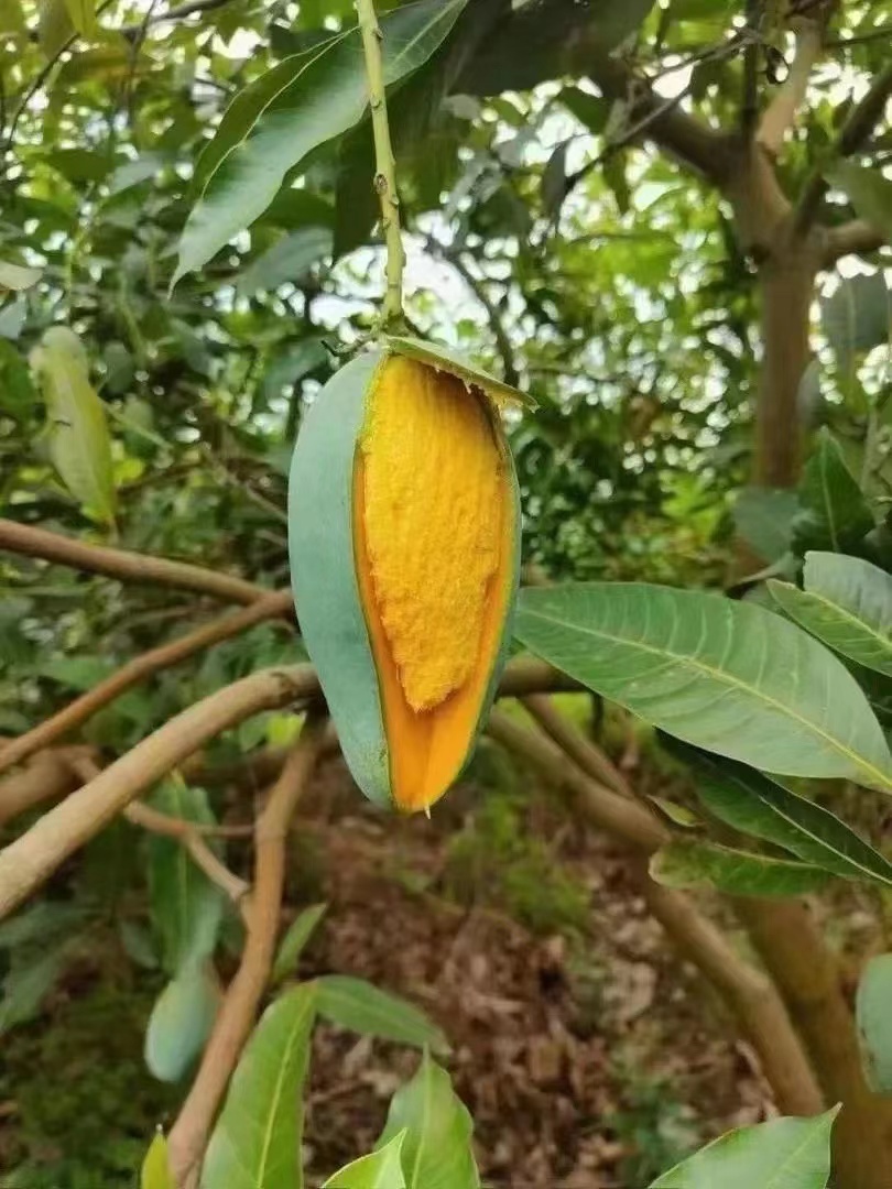 田东特级芒果批发零售，邮费自己承担
