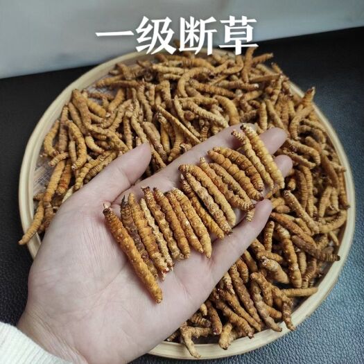 西宁2023年干虫草一级大断草二级断草饱满颜色漂亮10克起包邮