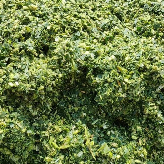 黄梅县青储玉米杆 青贮玉米杆 水果玉米杆 青贮饲料牛羊草料