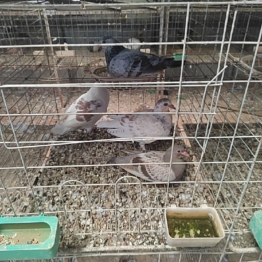 肥西县土鸽子