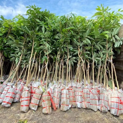 灵山县仙进奉荔枝苗